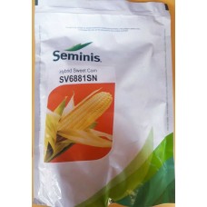 SWEET CORN SEEDS  -  SEMINIS - SV 6881 SN  -  500 GM