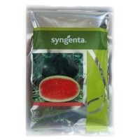 Watermelon Seeds - Syngenta - Sugar Queen - 42 GM [ 1000 N ]
