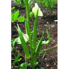 LADY FINGER SEEDS  -  BHENDI  ROHINI  52  -  100 GM  
