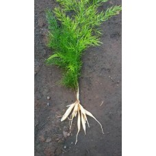 SHATAVARI PLANT  -  Asparagus Racemosus  -  1 Unit