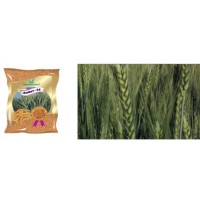 WHEAT SEEDS  -  Amber 28   -   20 KG